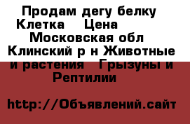 Продам дегу-белку. Клетка. › Цена ­ 3 500 - Московская обл., Клинский р-н Животные и растения » Грызуны и Рептилии   